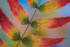 USA, Washington State, Seabeck. Close-up of backlit Oregon grape leaves in autumn color. Art Print